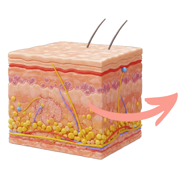 Haut verstehen Haut Querschnitt Lederhaut