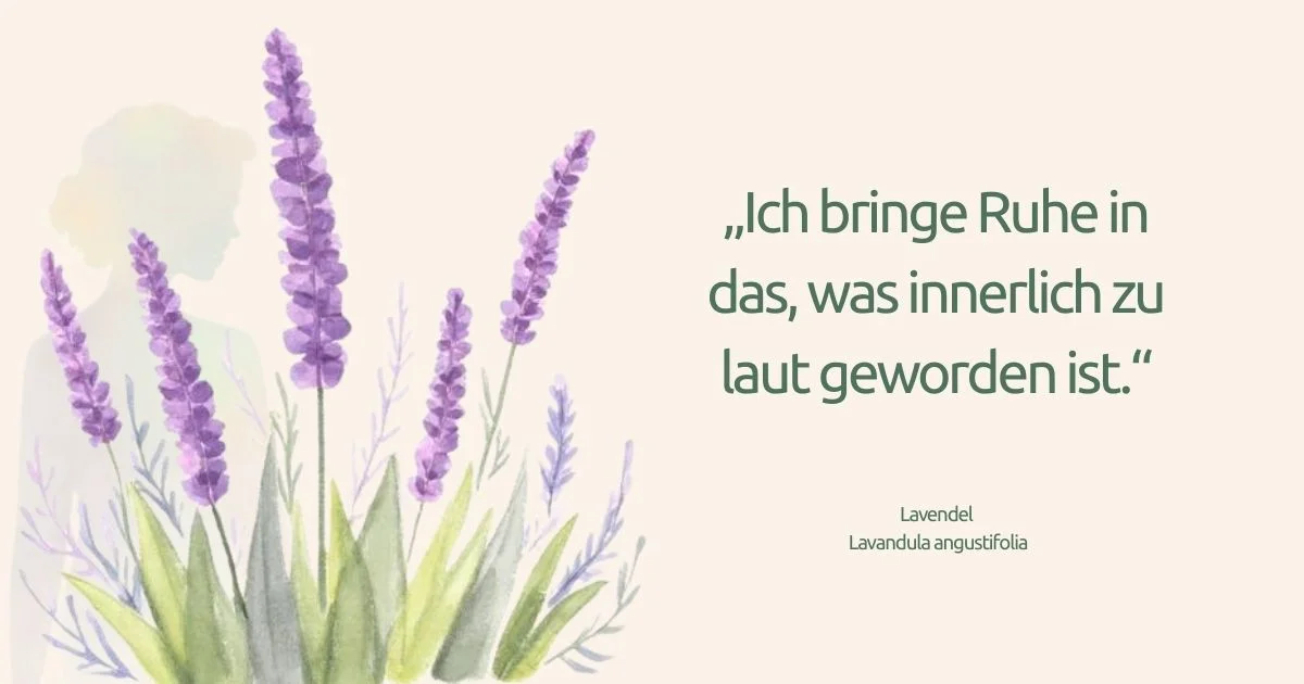 Lavendel Lavandula angustifolia bringt Ruhe und Entspannung Hautpflege DIY Naturkosmetik naelco skinfood