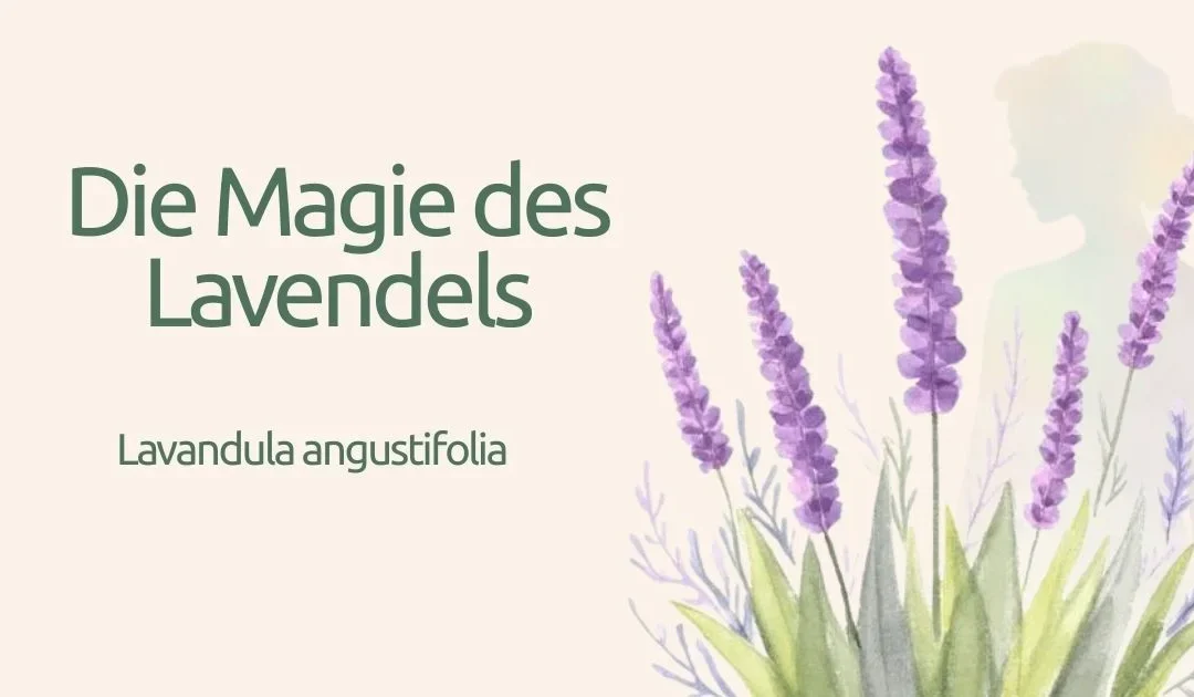 Lavendel – Eine Pflanze der Ruhe