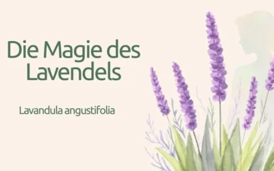 Lavendel – Eine Pflanze der Ruhe