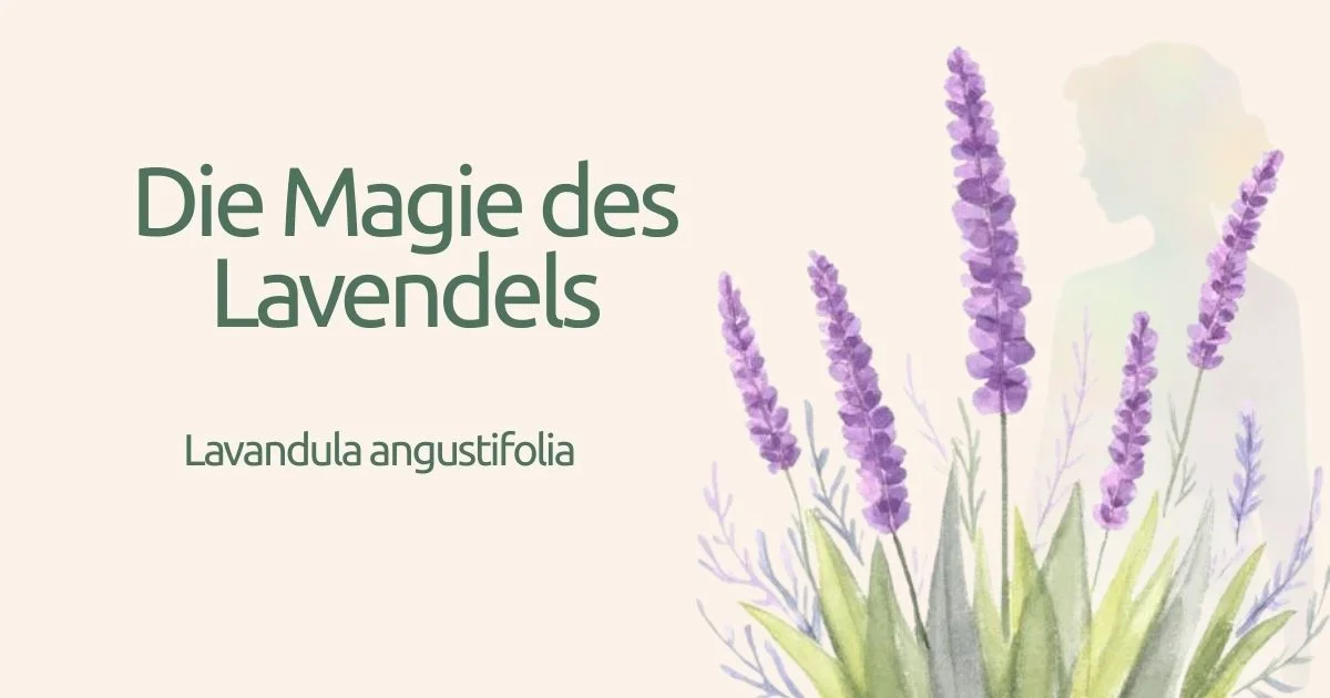 das magische pflanzenreich Lavendel lavendula angustifolia naelco skinfood.webp