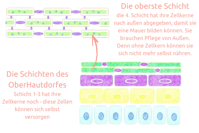 Haut verstehen Aufbau oberste Schicht Oberhaut naelco skinfood